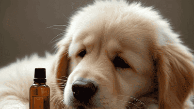 Essential Oils and Pets: Safe Practices for Aromatherapy Enthusiasts