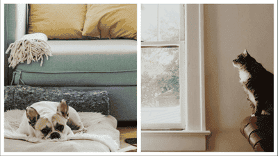 How to Create a Pet-Friendly Home: Safety and Comfort Tips for All Pets