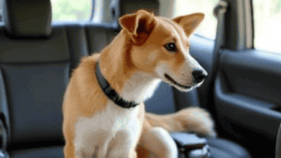 Road Trip With Pets: Tips for Creating a Safe and Fun Environment in the Car