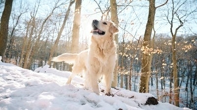 Seasonal Pet Photography: Ideas for Capturing the Spirit of Each Season