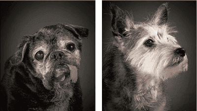 Taking Portraits of Older Pets: Tips for Celebrating Their Unique Beauty