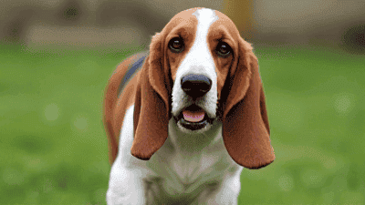 The Stubborn but Lovable Basset Hound: Training and Health Tips for Owners